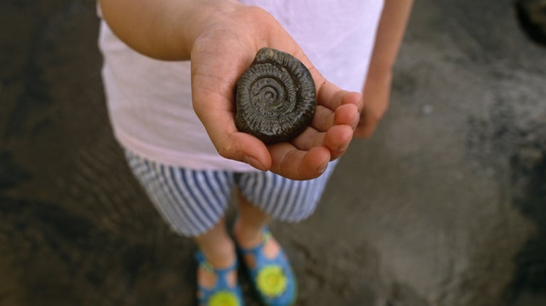 A child holds out their hand, holding an ammonite, while standing on a wet sandy beach